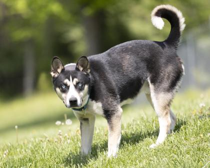 Enlarge Duke, a Adoptable mixed breed in Bedford, IN image 2/3