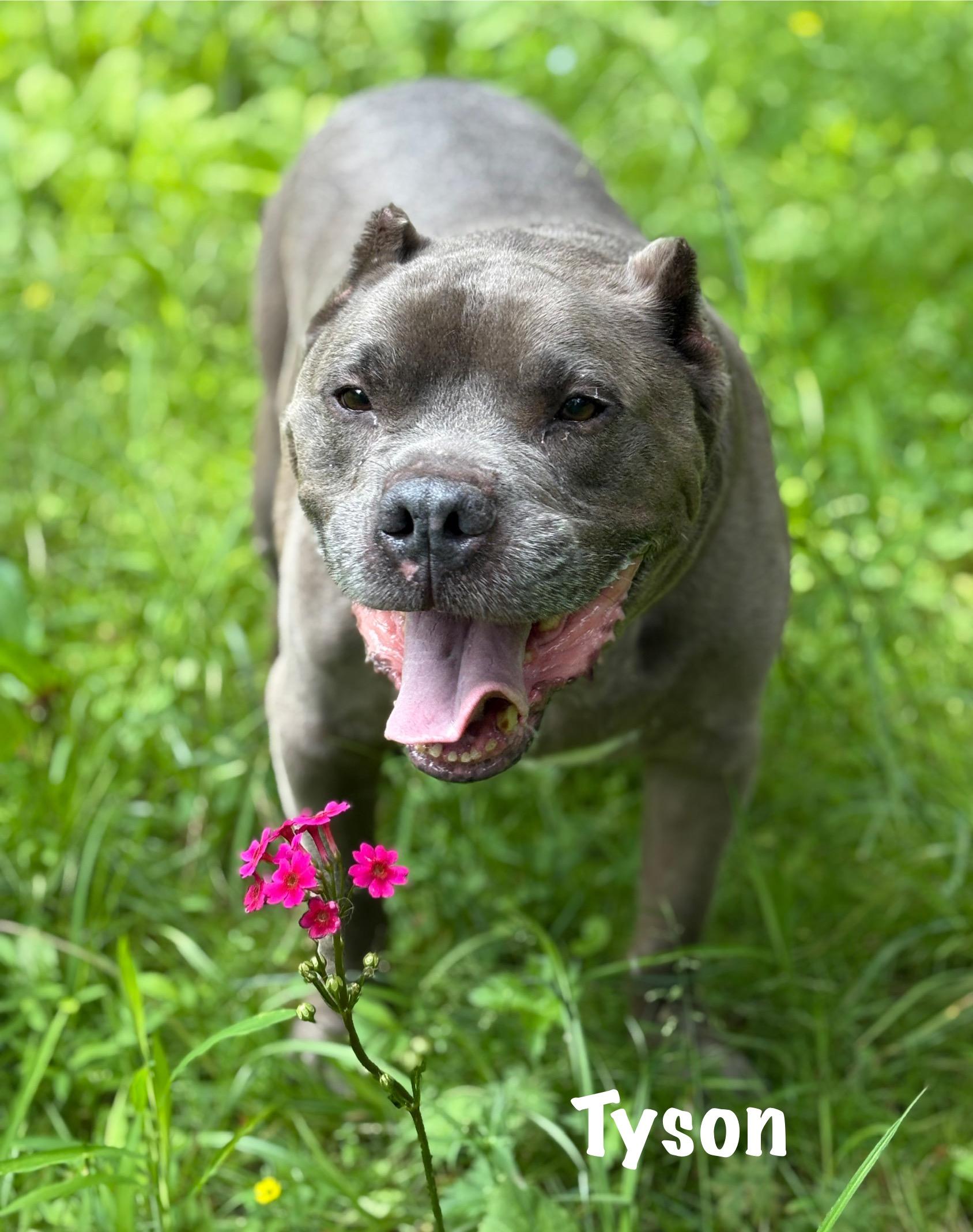 Tyson photo 2