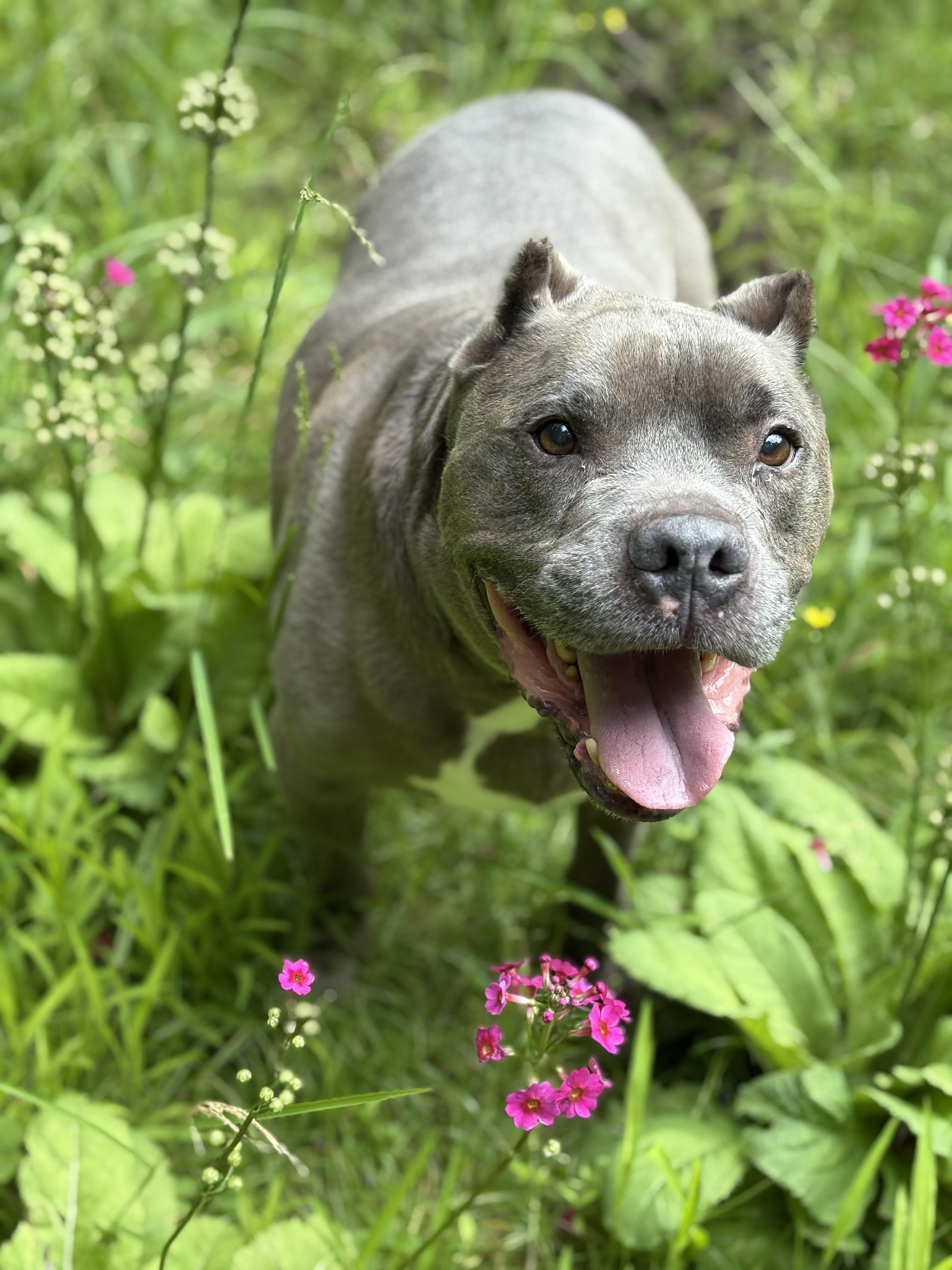 Tyson photo 3