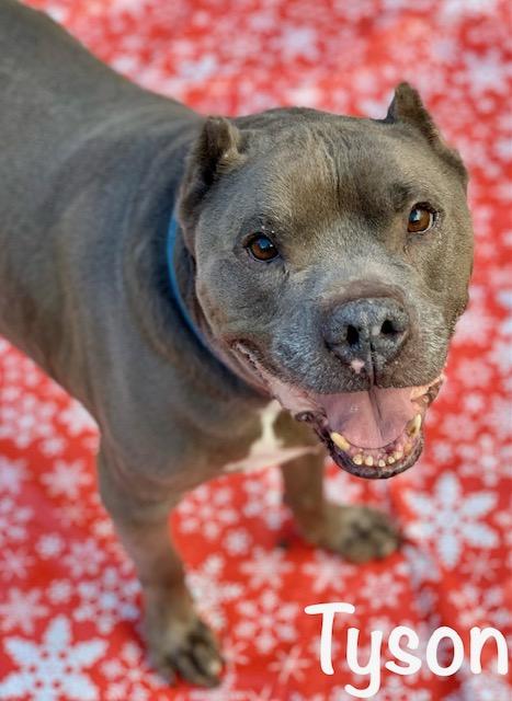 Tyson photo 5