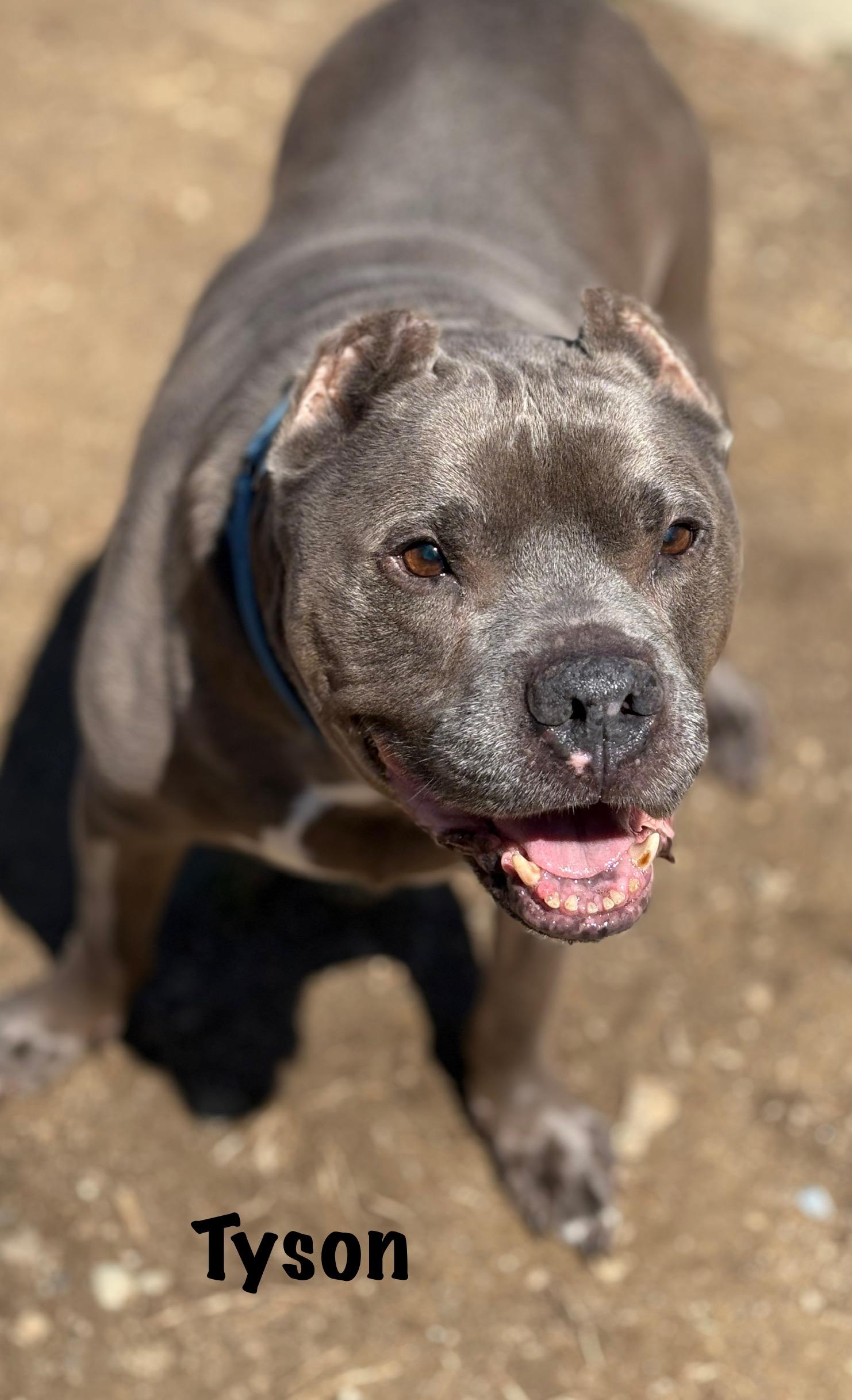 Tyson photo 4