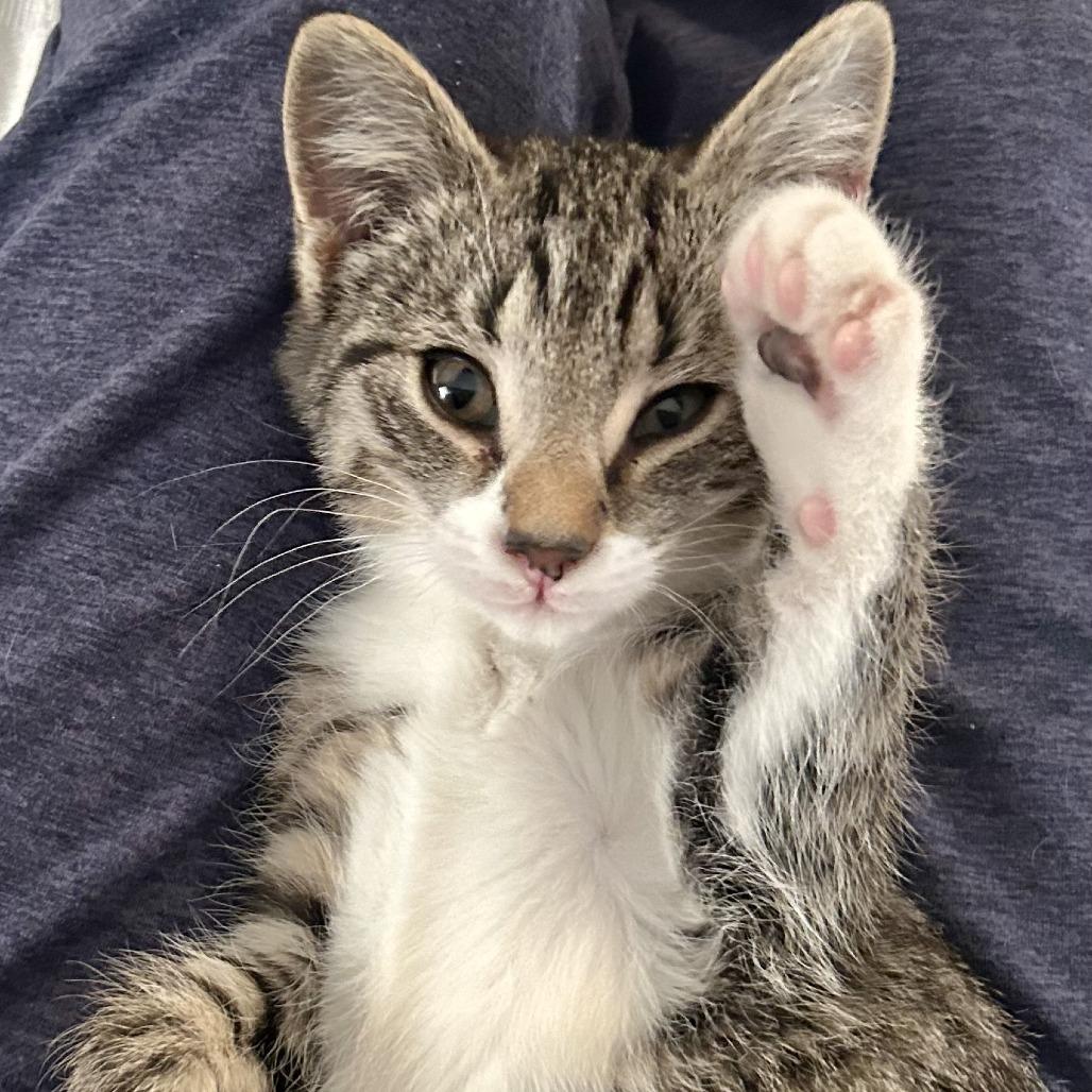 Enlarge Kerry, a Adoptable Domestic Short Hair in Harrisonburg, VA image 1/5