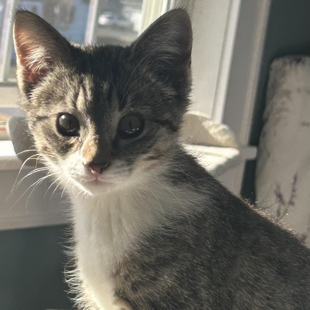 Enlarge Kerry, a Adoptable Domestic Short Hair in Harrisonburg, VA image 2/5