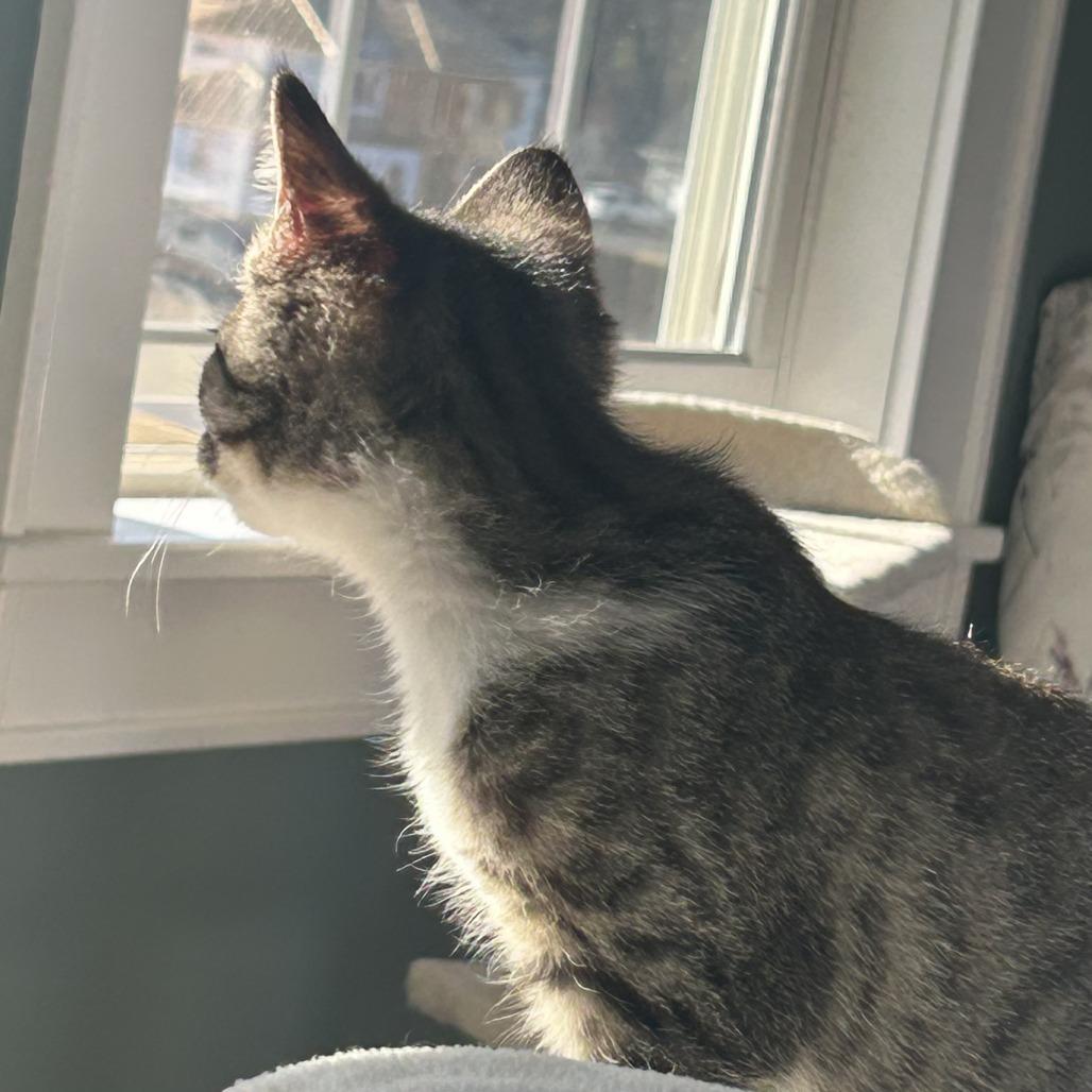 Enlarge Kerry, a Adoptable Domestic Short Hair in Harrisonburg, VA image 3/5