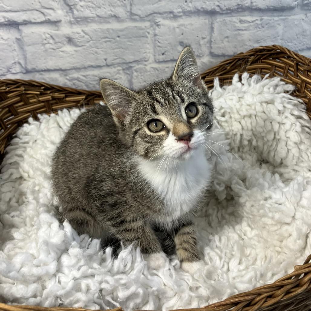 Enlarge Kerry, a Adoptable Domestic Short Hair in Harrisonburg, VA image 4/5