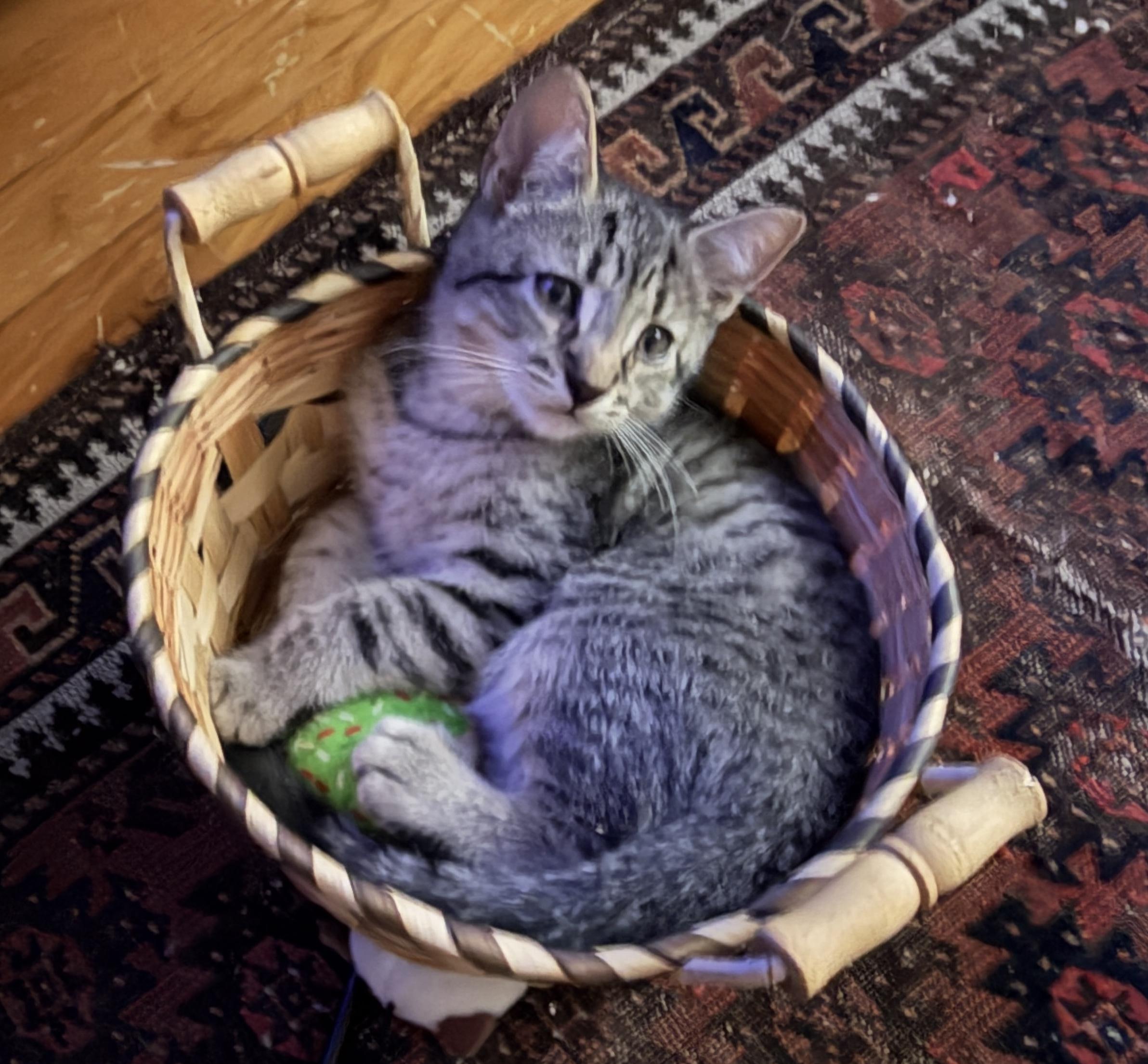 Enlarge Alamo, a Adopted mixed breed in Saratoga Springs, NY image 1/2