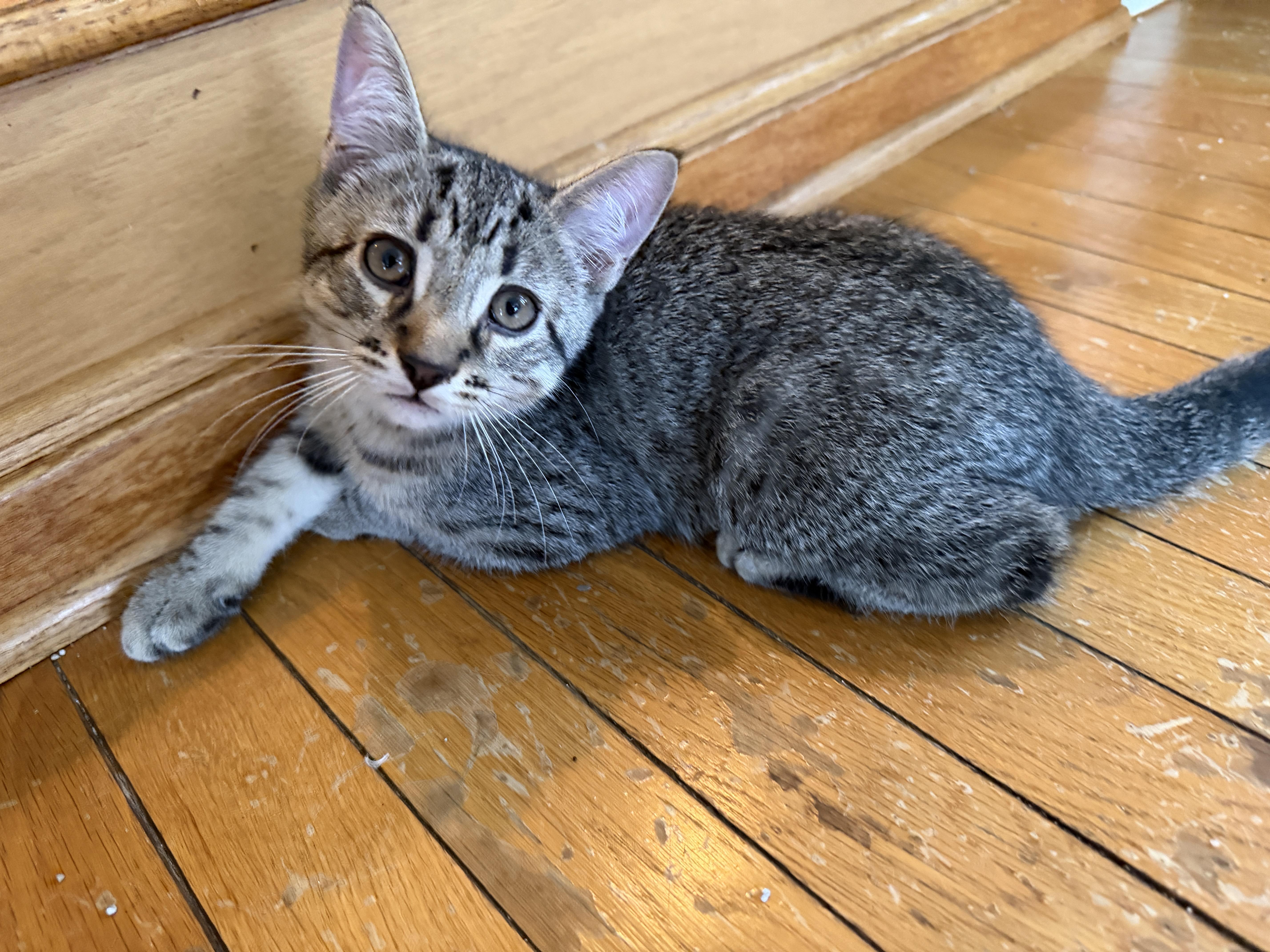 Enlarge Alamo, a Adopted mixed breed in Saratoga Springs, NY image 2/2