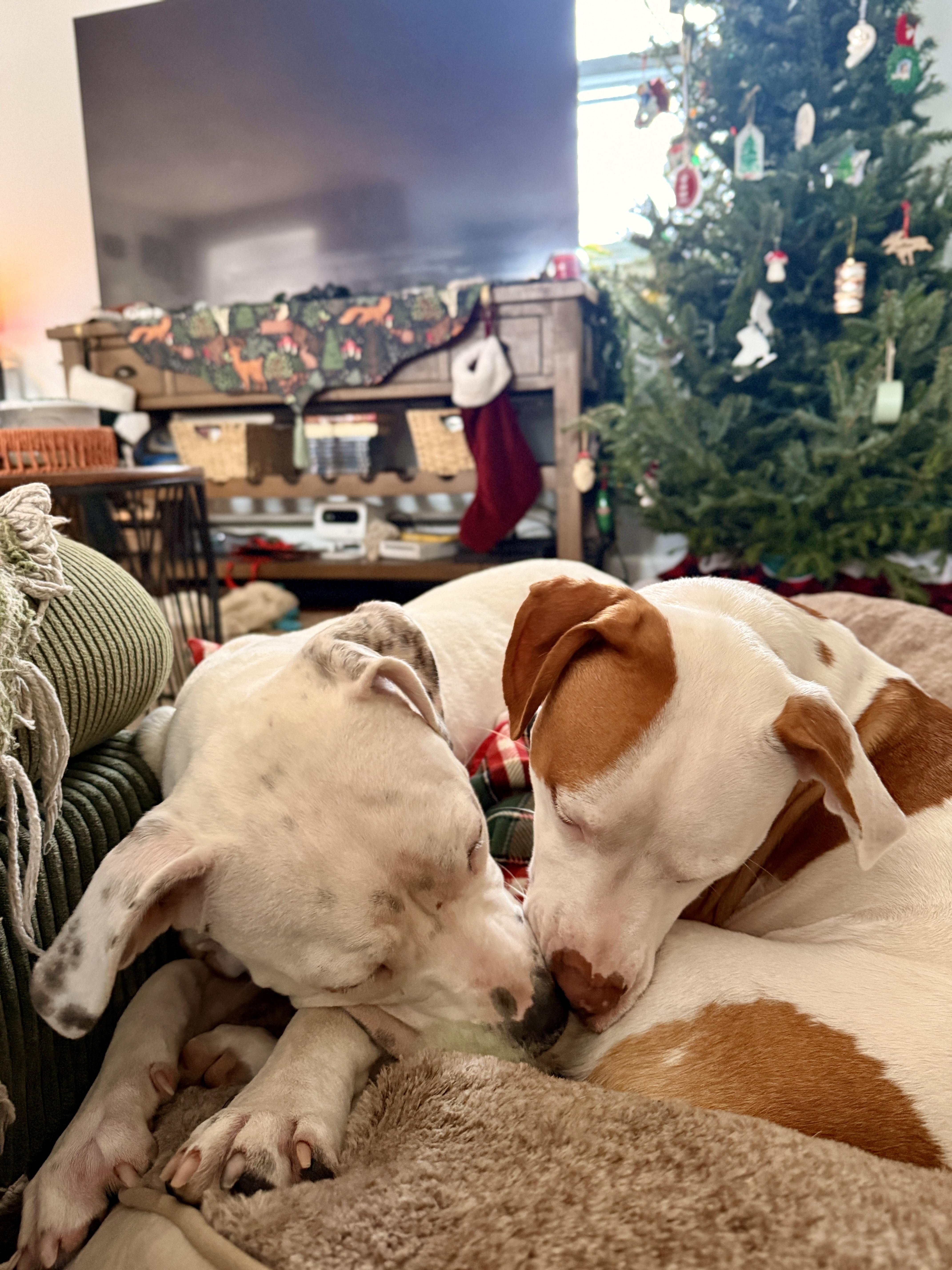 Winona, a ADOPTABLE Dogo Argentino in Nutting Lake, MA image 4/5