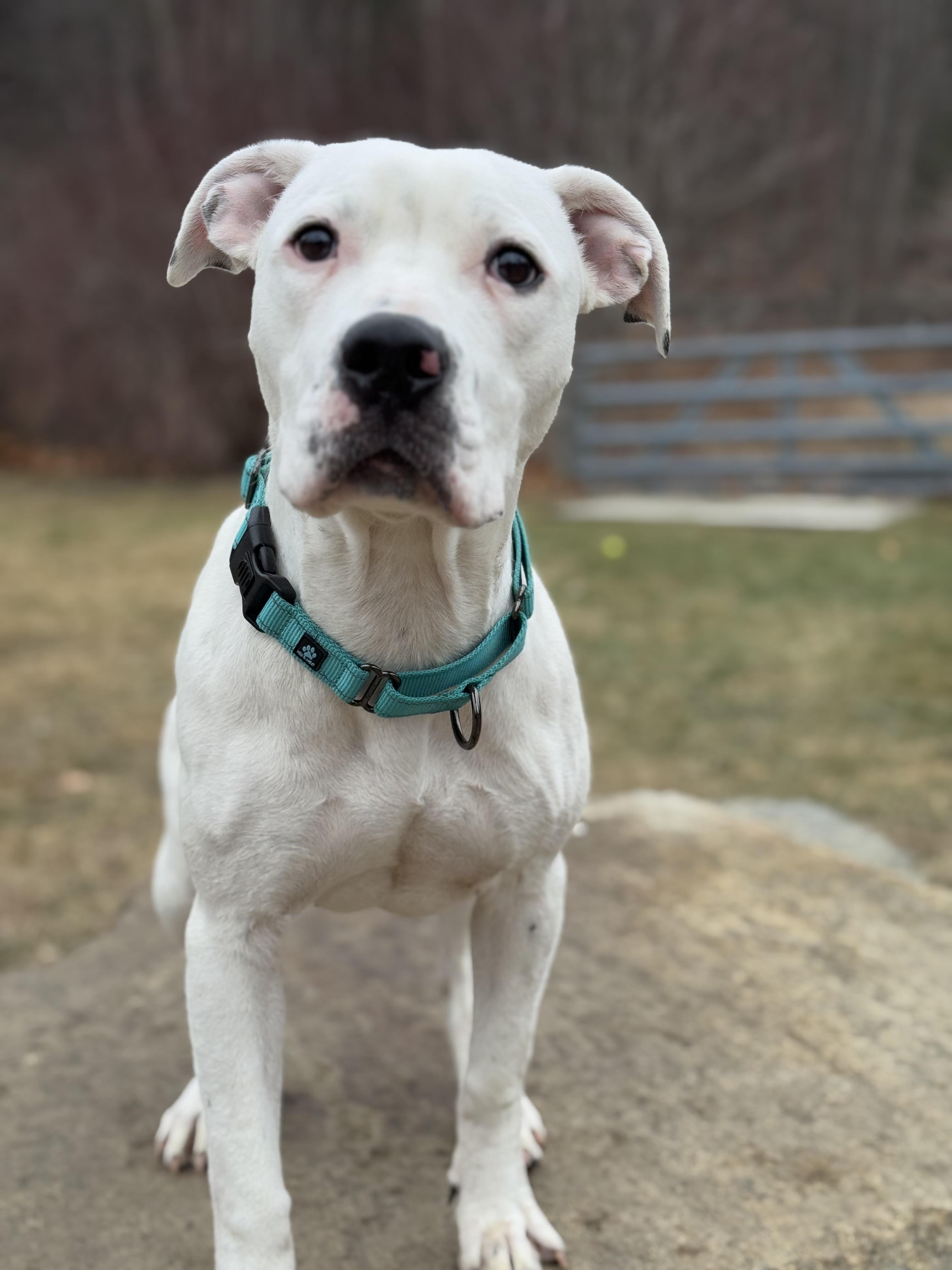 Winona, a ADOPTABLE Dogo Argentino in Nutting Lake, MA image 2/5