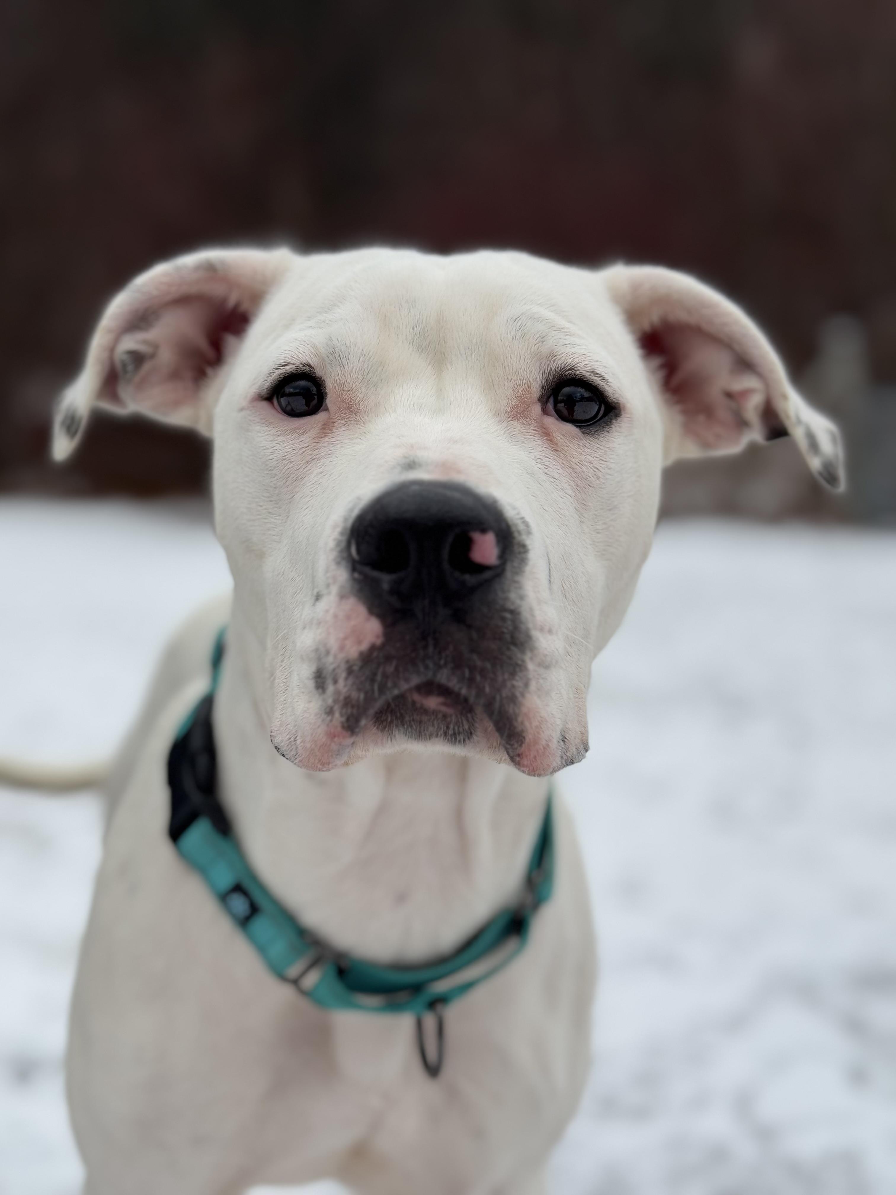 Winona, ADOPTABLE, Young Female Dogo Argentino.
