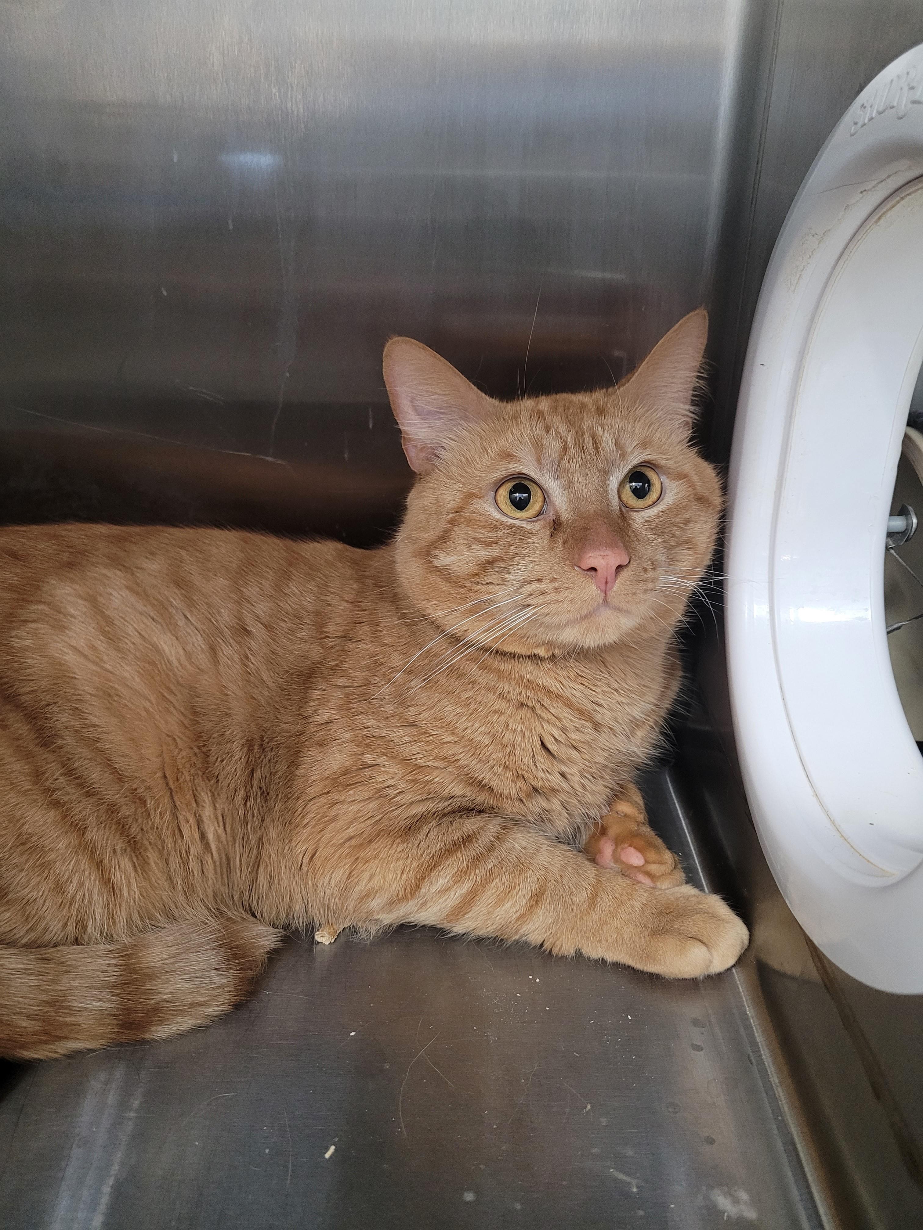 Remi, adopted, Young Male Domestic Short Hair.