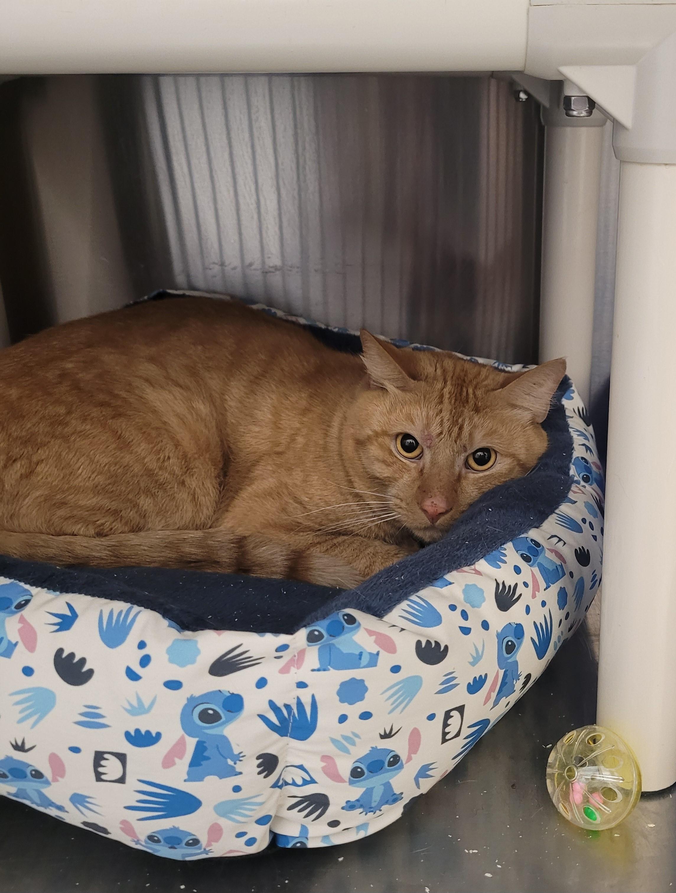 Enlarge Remi, an adopted Domestic Short Hair in North Attleboro, MA image 2/4