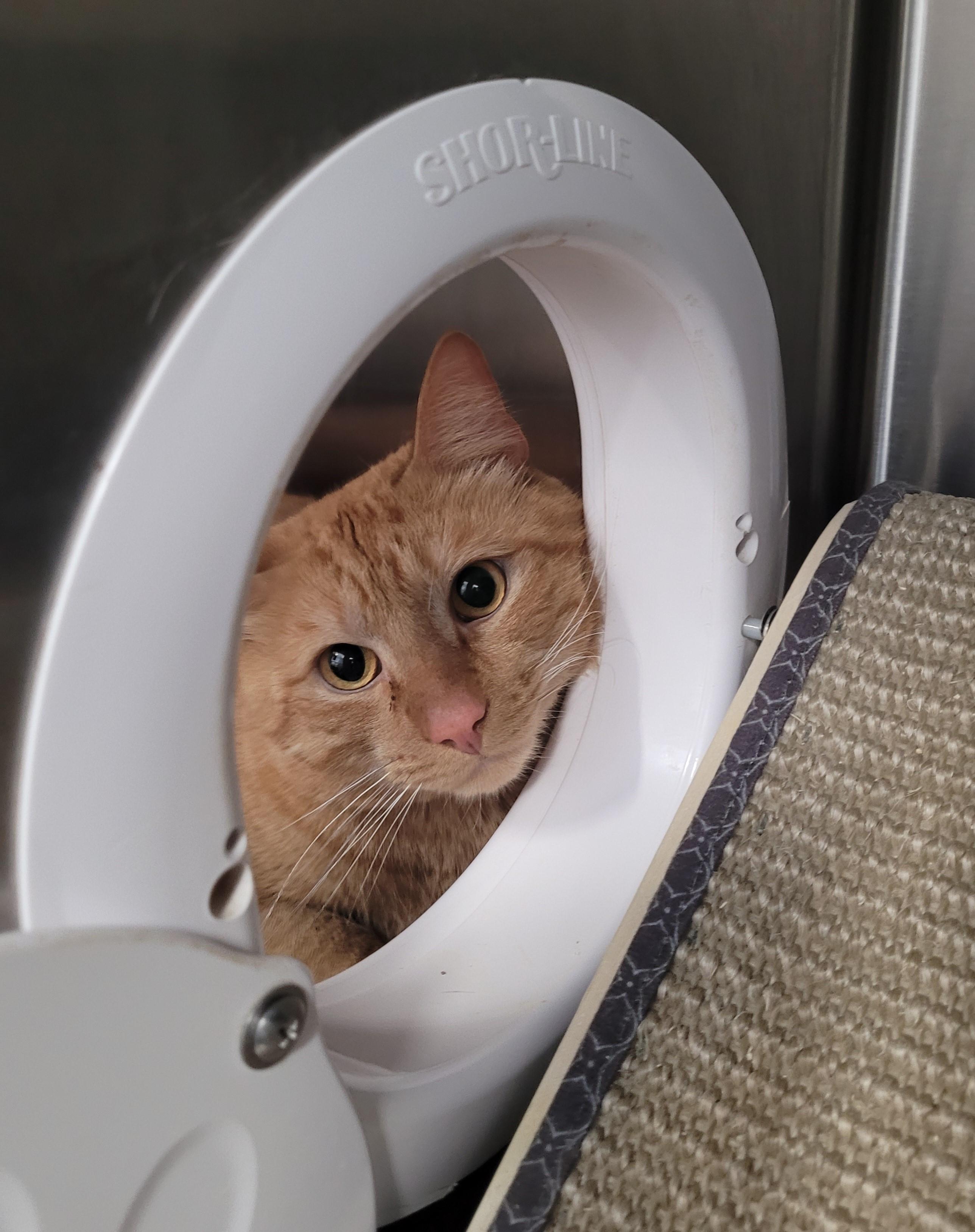 Enlarge Remi, an adopted Domestic Short Hair in North Attleboro, MA image 3/4