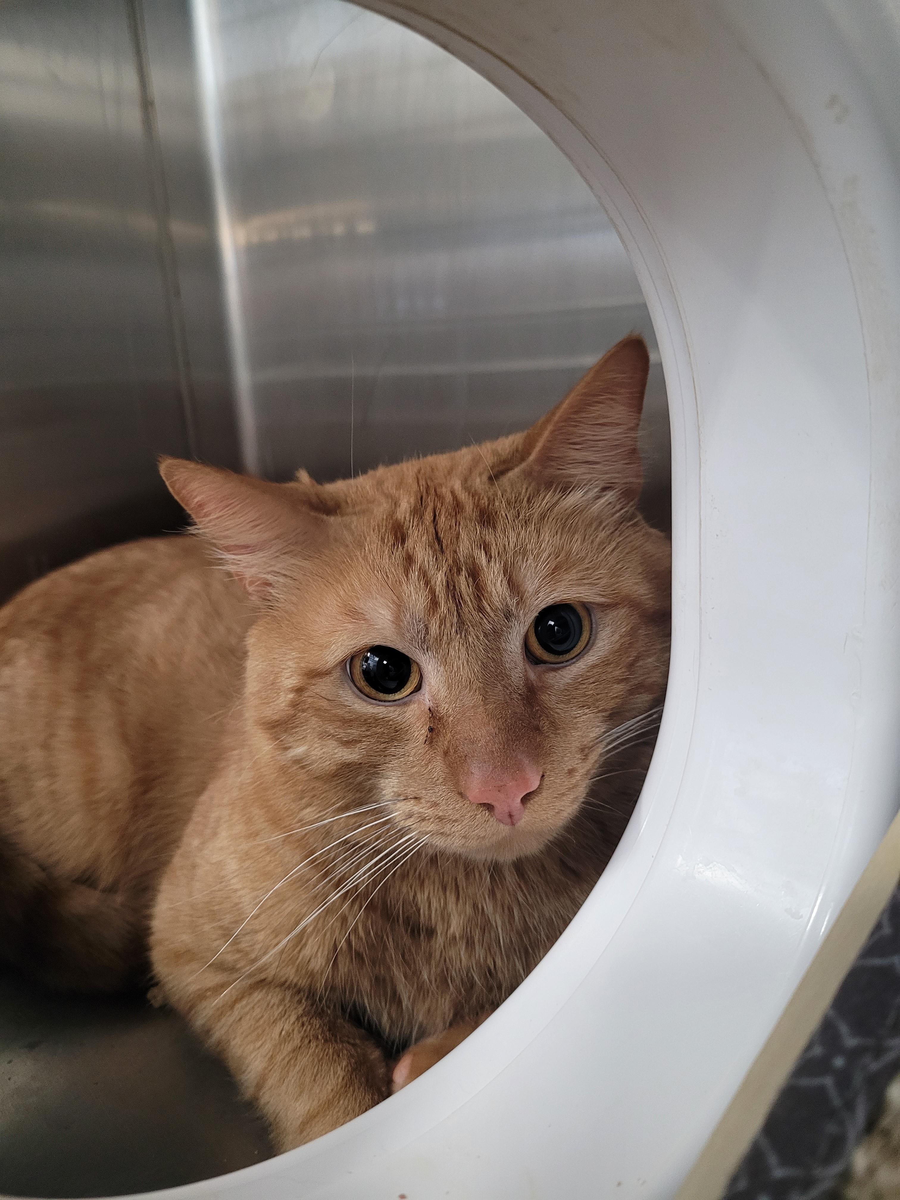 Enlarge Remi, an adopted Domestic Short Hair in North Attleboro, MA image 4/4