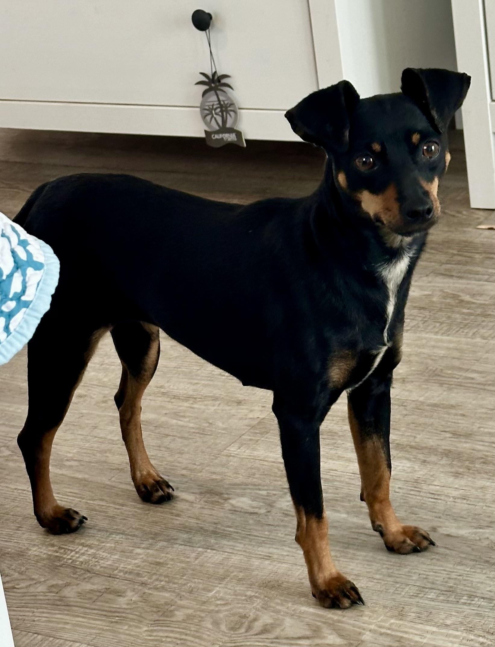 Enlarge Kayla , an adopted mixed breed in Palm Harbor, FL image 4/5