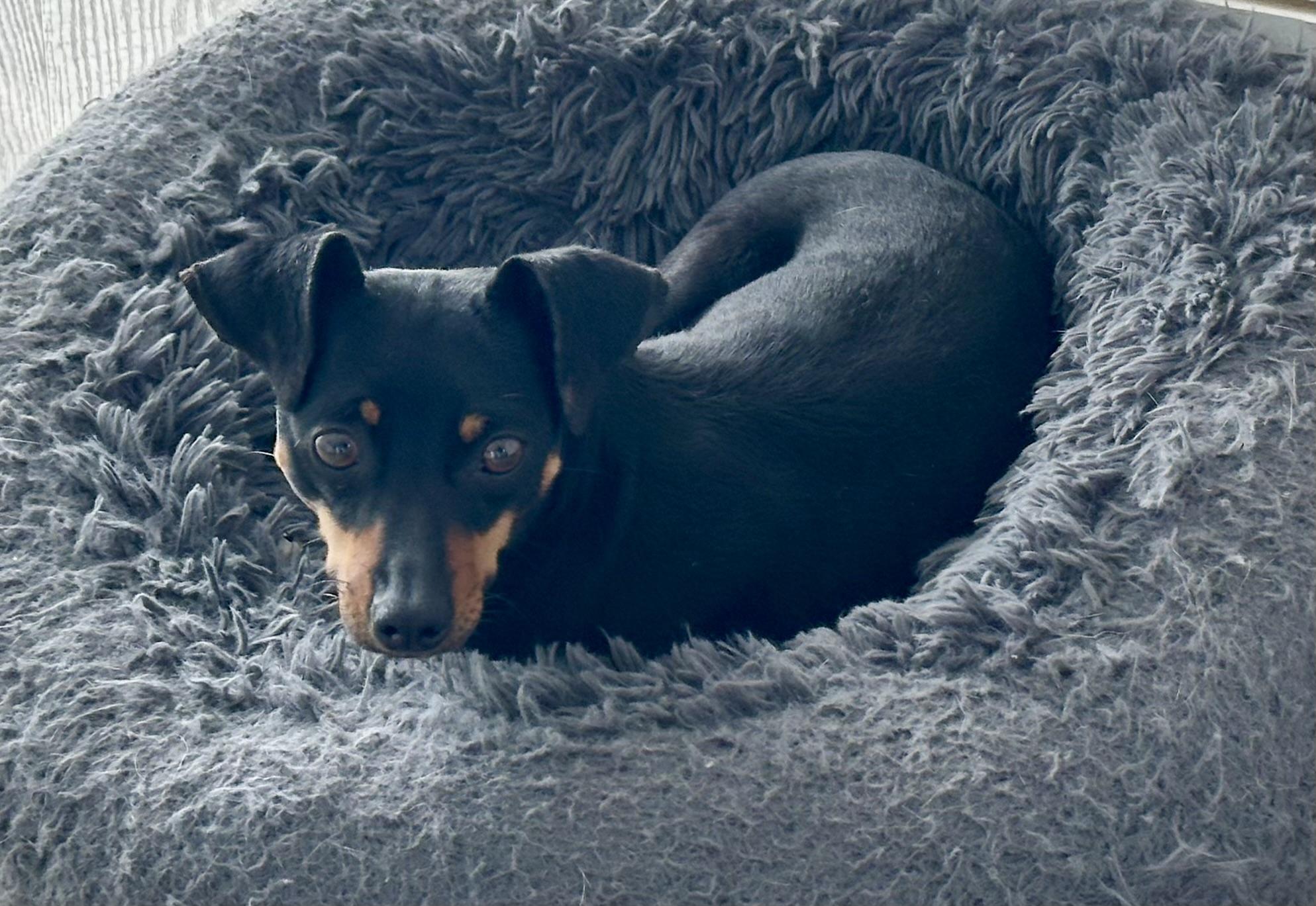 Enlarge Kayla , an adopted mixed breed in Palm Harbor, FL image 5/5