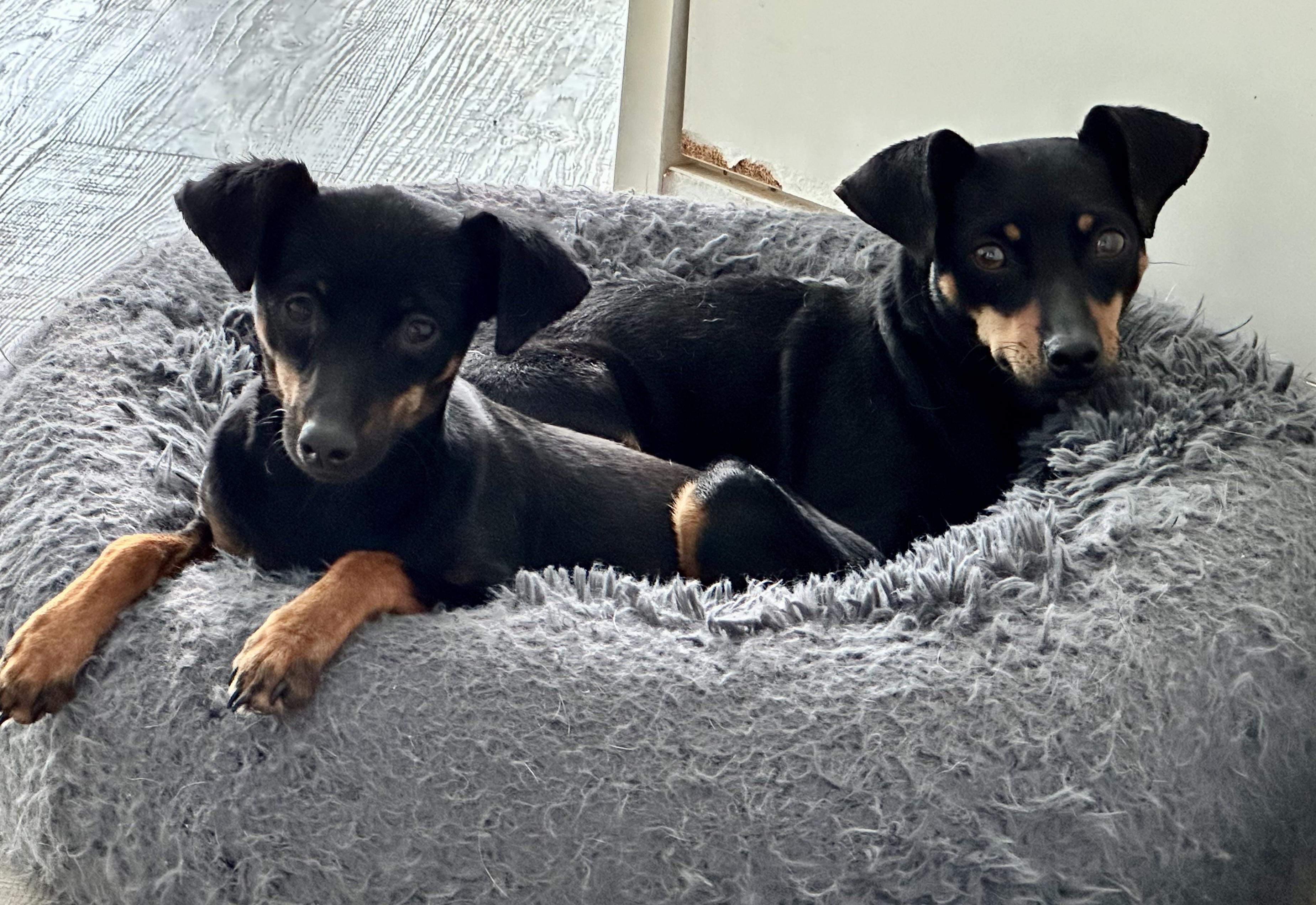 Kayla , adopted, Young Female Miniature Pinscher.