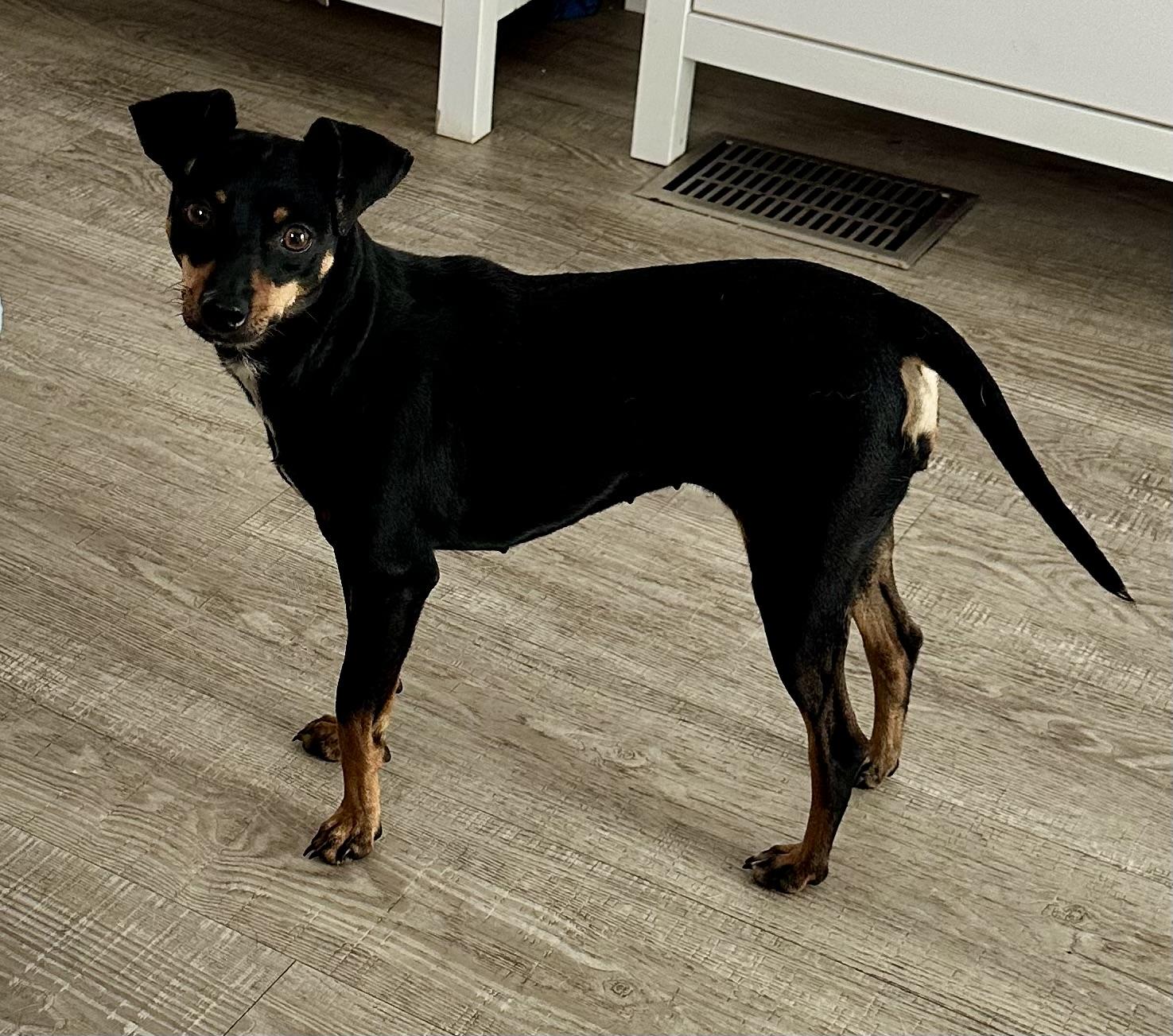 Enlarge Kayla , an adopted mixed breed in Palm Harbor, FL image 3/5