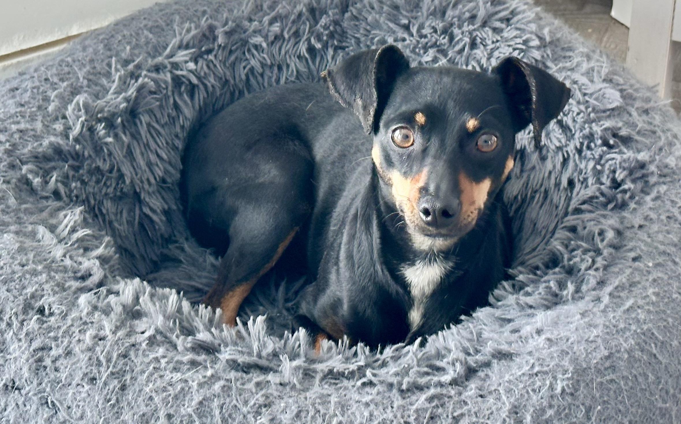 Enlarge Kayla , an adopted mixed breed in Palm Harbor, FL image 2/5