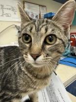Enlarge Athena, an adopted Domestic Short Hair in Charleston, SC image 1/1