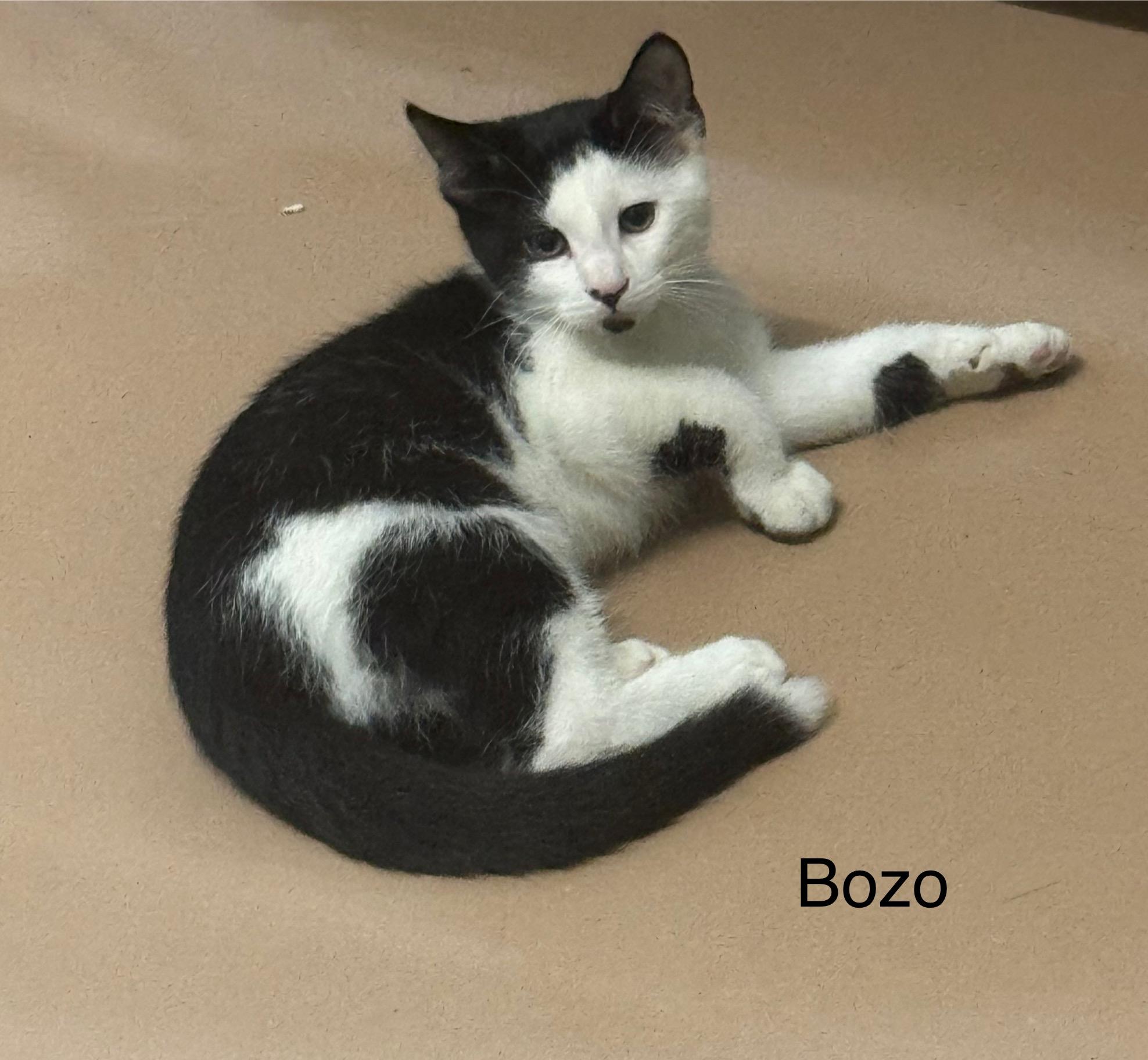 Bozo, Baby Male unknown