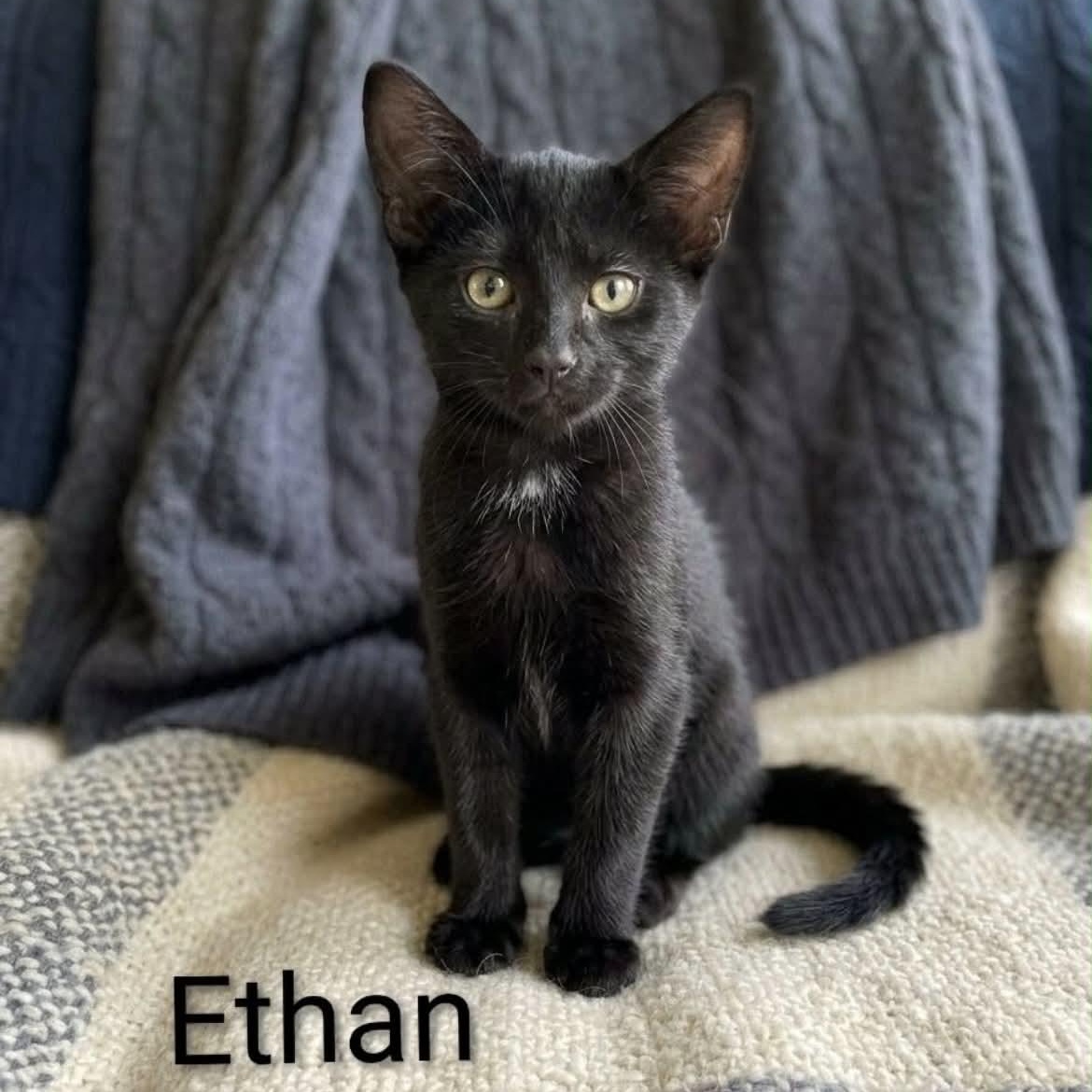Ethan, Adoptable, Kitten Male Bombay & Domestic Short Hair.