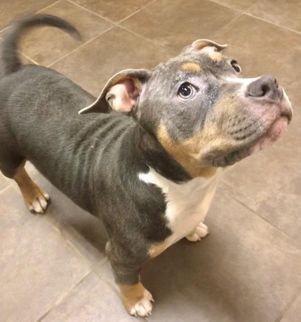 Penelope, Adoptable, Adult Female American Staffordshire Terrier.