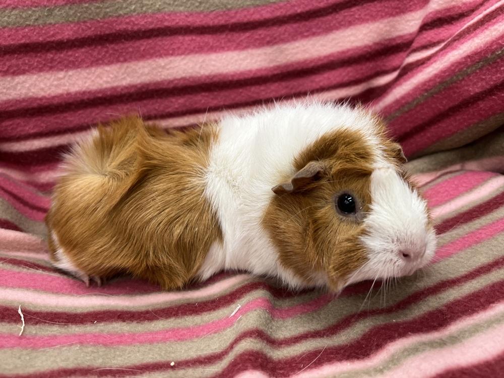 Chapina (Bonded to Sauce), a Adoptable Guinea Pig in San Diego, CA image 1/3