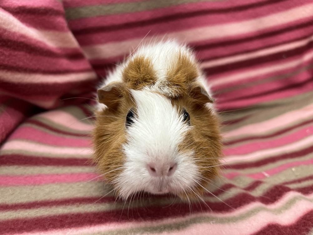 Chapina (Bonded to Sauce), a Adoptable Guinea Pig in San Diego, CA image 2/3