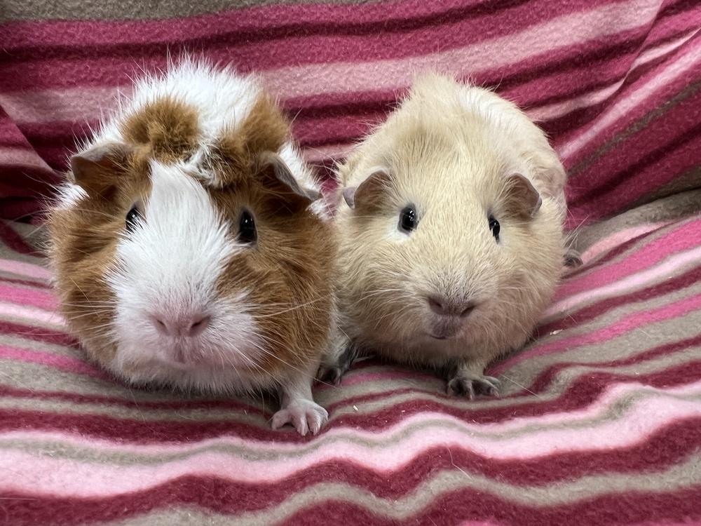 Chapina (Bonded to Sauce), a Adoptable Guinea Pig in San Diego, CA image 3/3