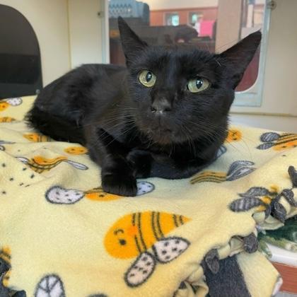 Enlarge Valentina, an adoptable Domestic Short Hair in Rochester, MN image 2/2