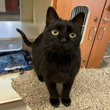 Enlarge Valentina, an adoptable Domestic Short Hair in Rochester, MN image 1/2
