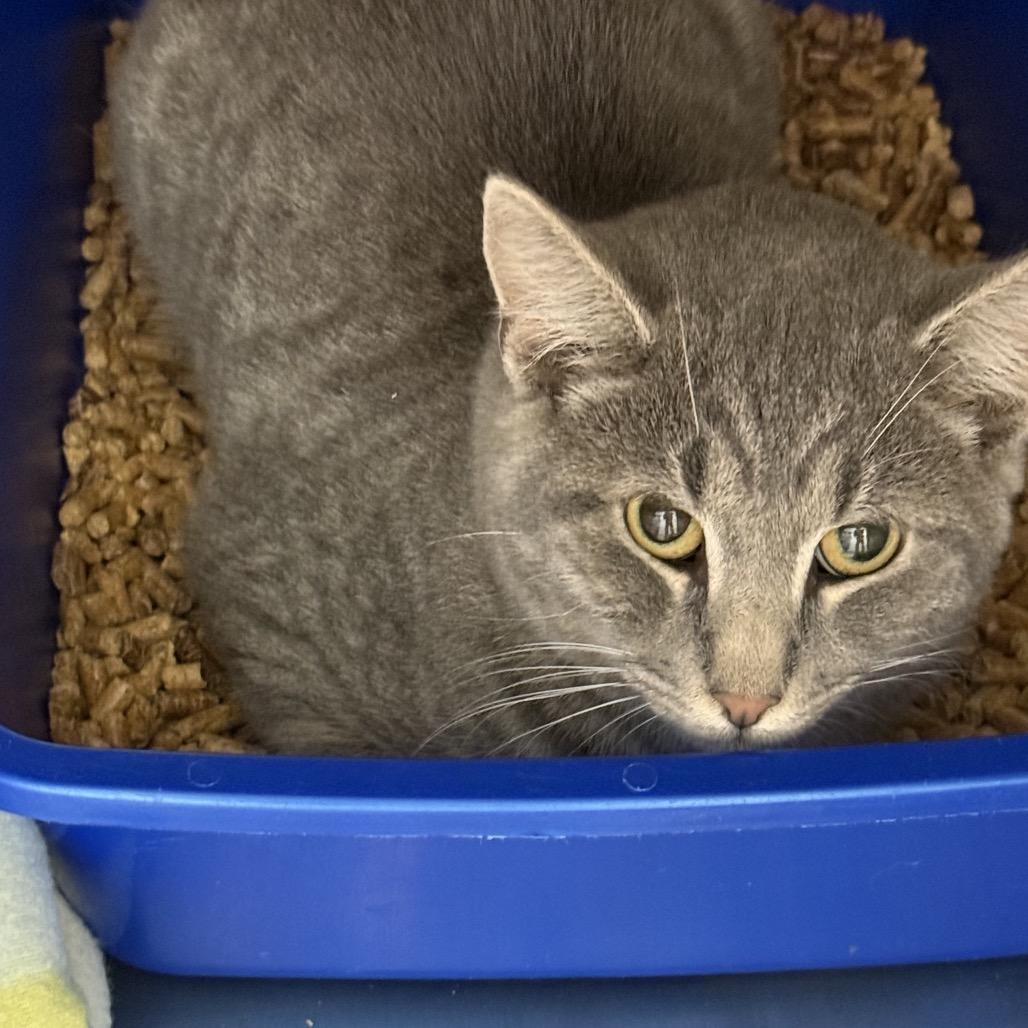 Enlarge Rodeo, a Adoptable American Shorthair in Mount Shasta, CA image 1/3