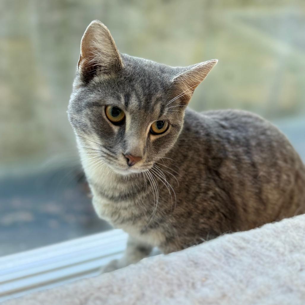 Enlarge Rodeo, a Adoptable American Shorthair in Mount Shasta, CA image 2/3