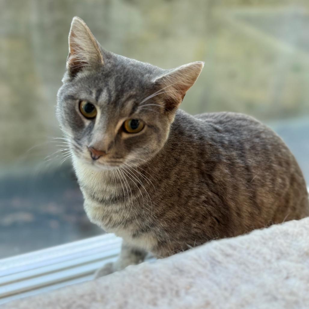 Enlarge Rodeo, a Adoptable American Shorthair in Mount Shasta, CA image 3/3