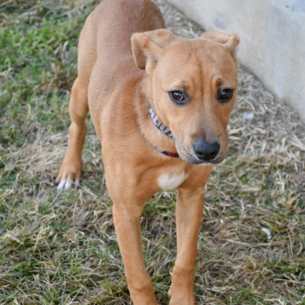 Enlarge Cinnamon Twist, a Adoptable mixed breed in Beaumont, TX image 1/4