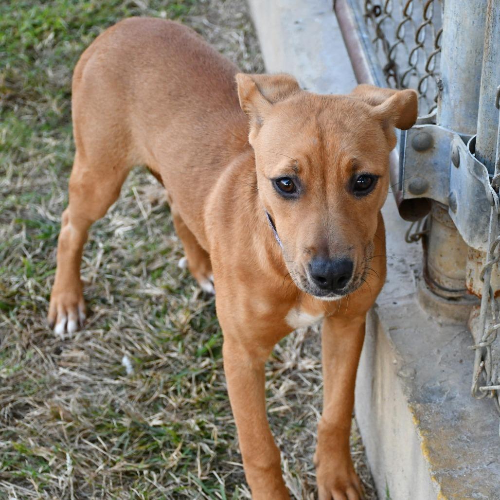 Enlarge Cinnamon Twist, a Adoptable mixed breed in Beaumont, TX image 3/4