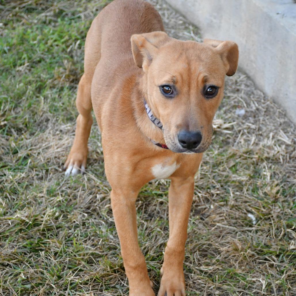Enlarge Cinnamon Twist, a Adoptable mixed breed in Beaumont, TX image 4/4