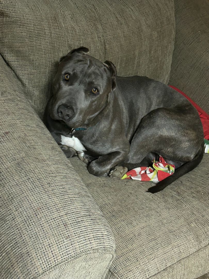 Thor, Young Male Pit Bull Terrier