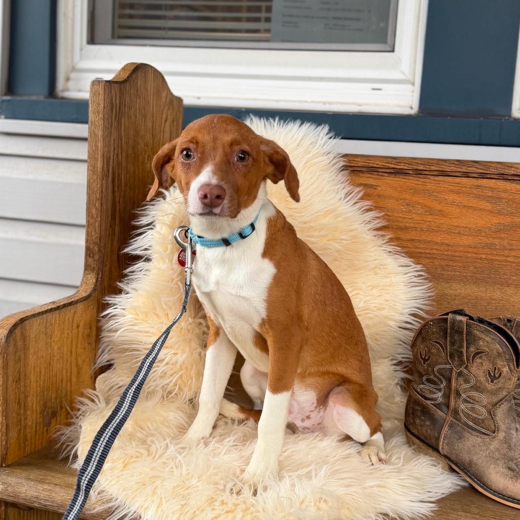 DOYLE, Adoptable, Puppy Male Dachshund & Terrier.