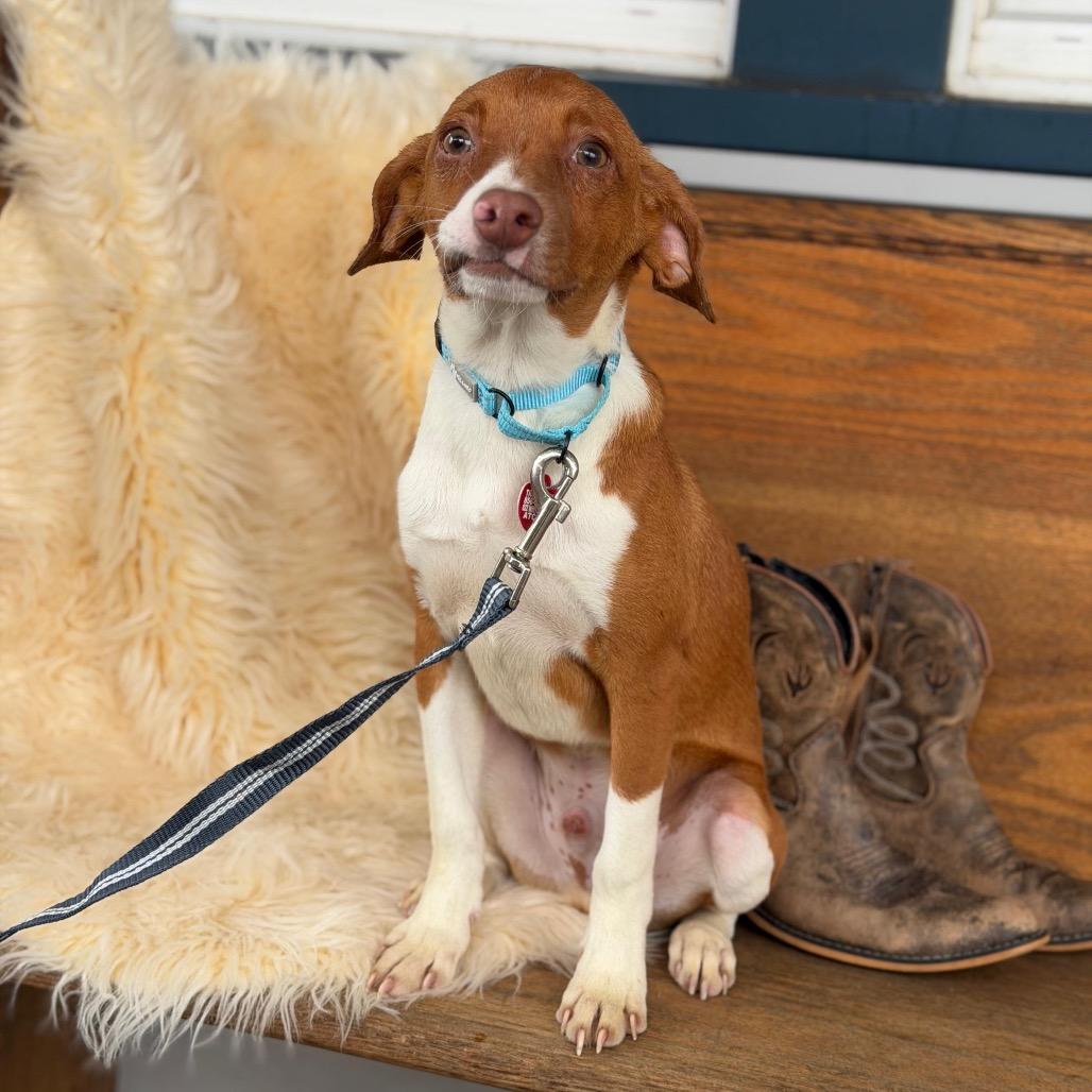 Enlarge DOYLE, a Adoptable mixed breed in Atco, NJ image 3/5