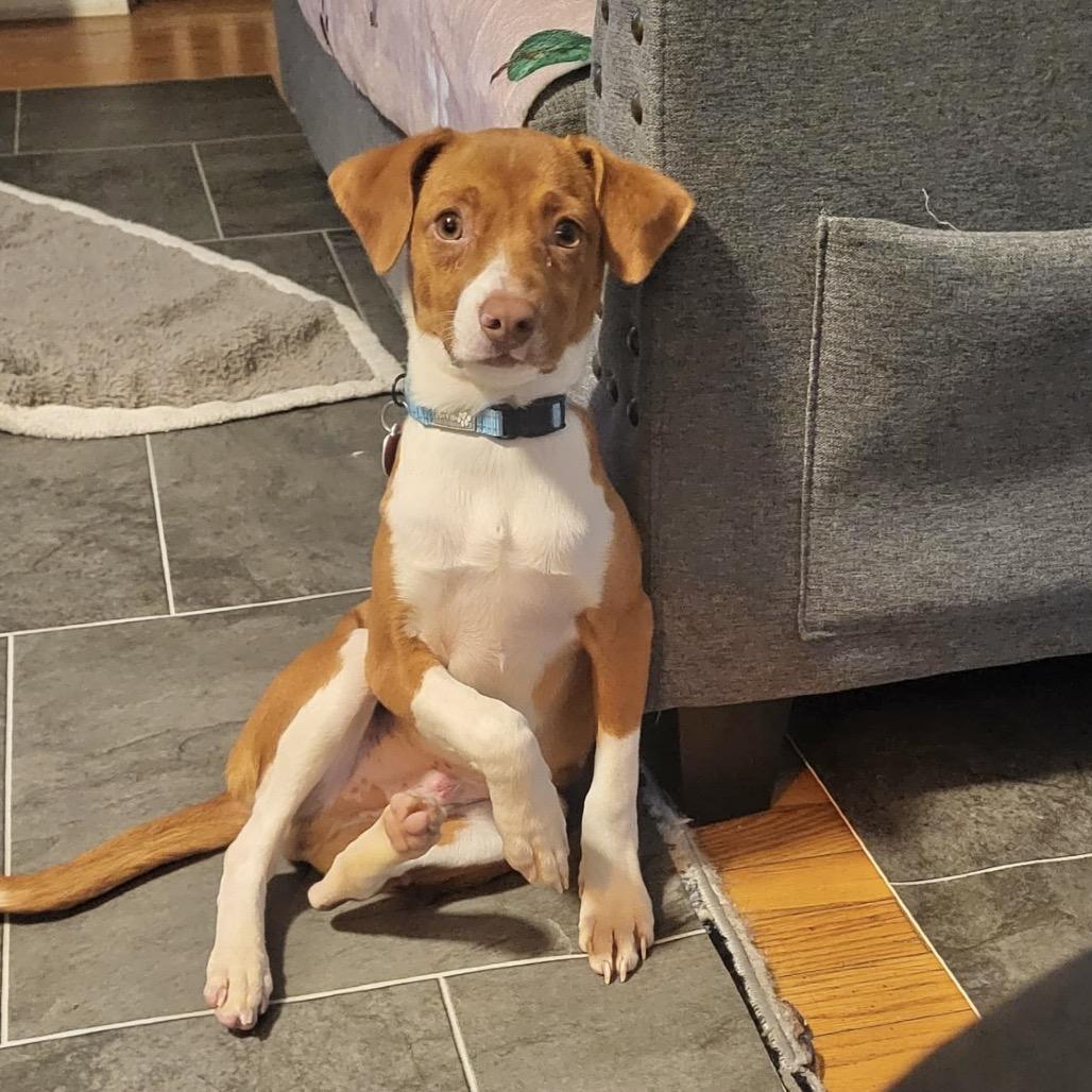 Enlarge DOYLE, a Adoptable mixed breed in Atco, NJ image 4/5