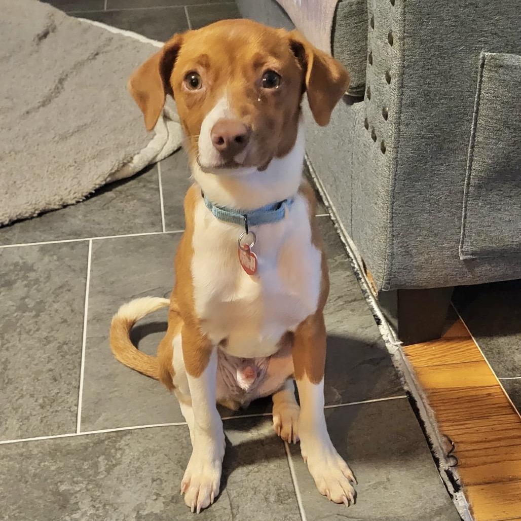 Enlarge DOYLE, a Adoptable mixed breed in Atco, NJ image 5/5