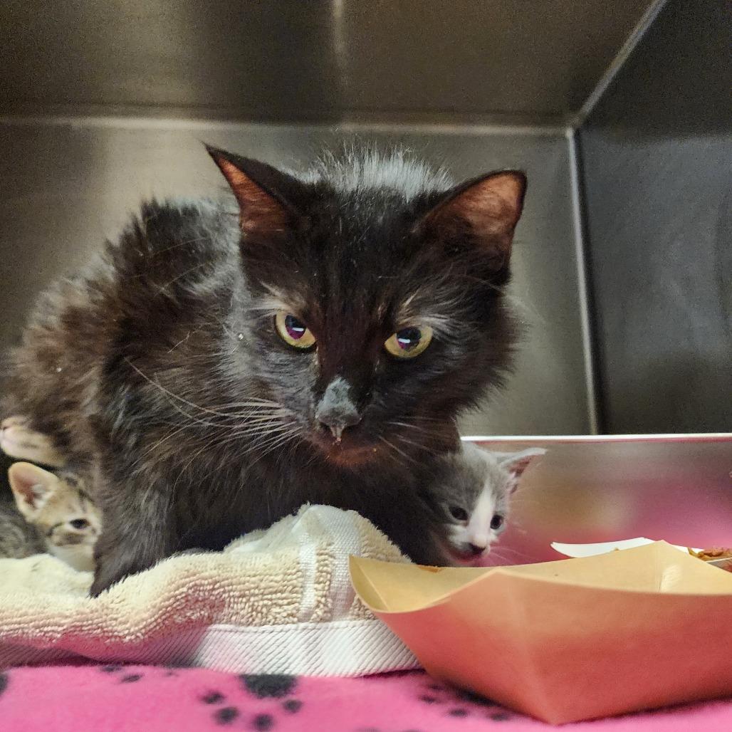 Lulu, Adoptable, Adult Female Domestic Medium Hair.