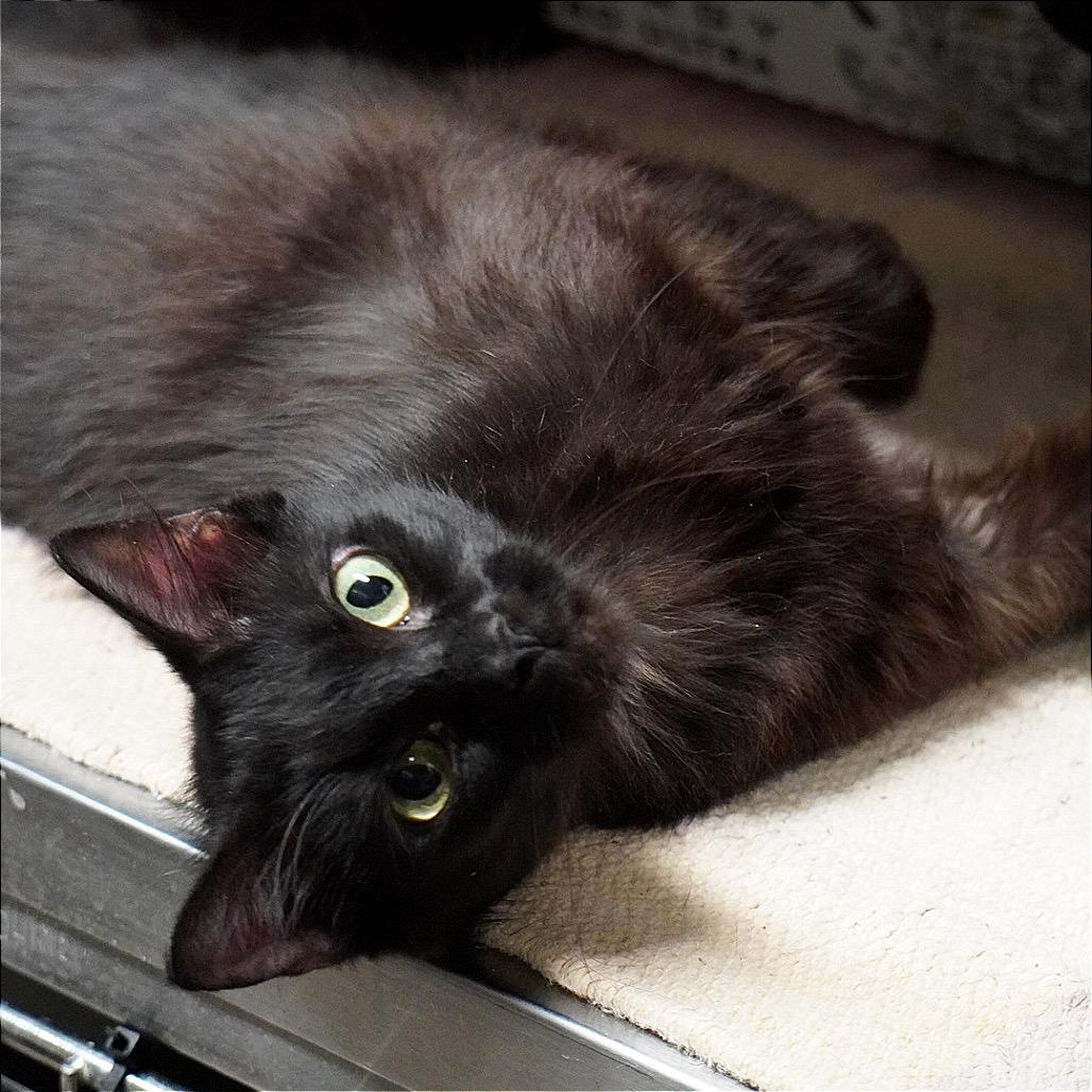 Lulu, a Adoptable Domestic Medium Hair in Evensville, TN image 2/3