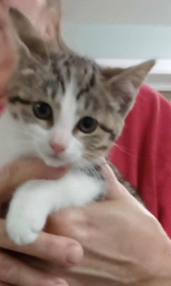 Missy, Adoptable, Young Female Domestic Short Hair & Tabby.