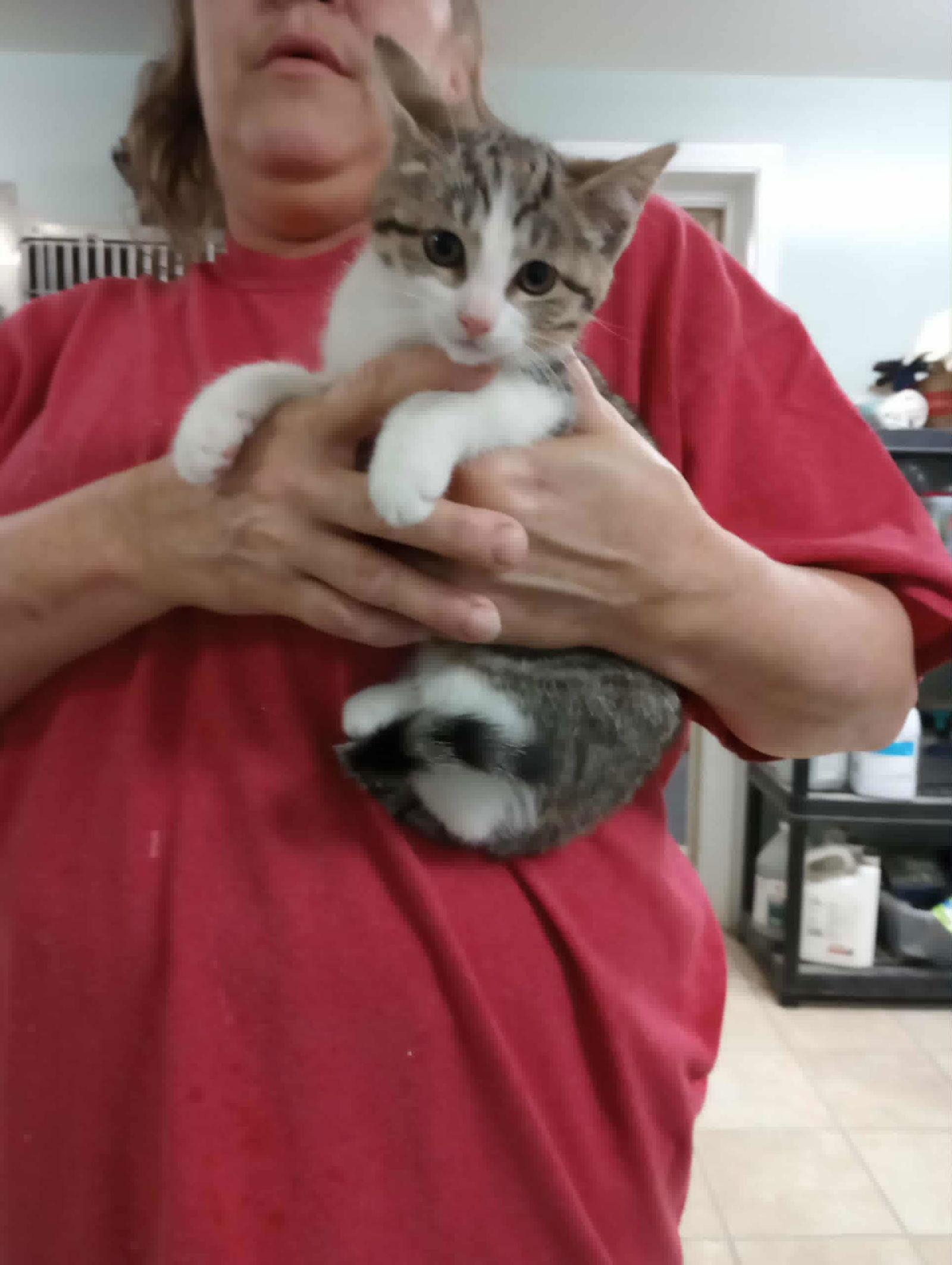 Enlarge Missy, a Adoptable mixed breed in Frenchburg, KY image 2/2