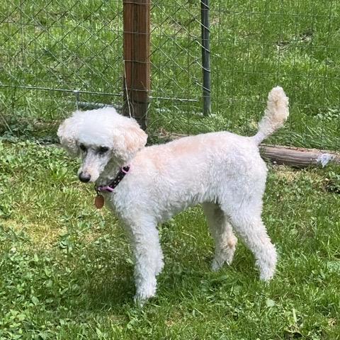 Jillie, Adoptable, Senior Female Miniature Poodle.