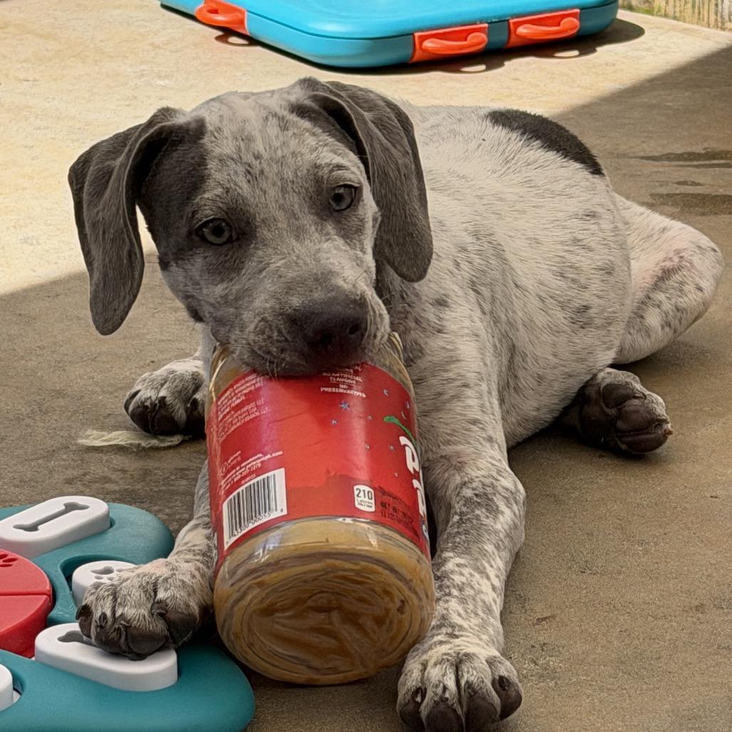 Enlarge Ronnie, a Adoptable mixed breed in Freeport, FL image 1/3