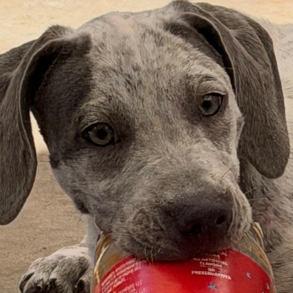 Enlarge Ronnie, a Adoptable mixed breed in Freeport, FL image 3/3